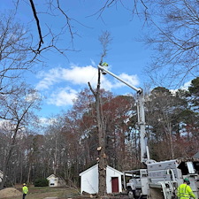 Tree-Removals-in-Easton-MD 3